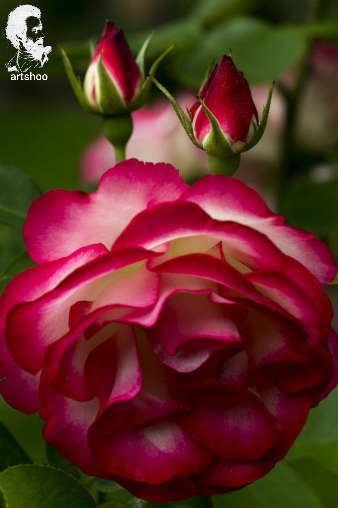 گل اورژینال رنگ روغن